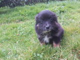 Chiot Berger Australien Miniature mâle LOF tricolore à acheter