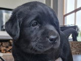 Adorables chiots Labrador LOF &agrave; vendre