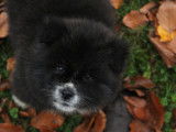 Chiots Akita Inu de pure race à vendre