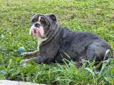 Mâle Bouledogue Anglais exotique disponible pour saillie