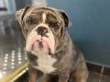 Mâle Bouledogue Anglais exotique disponible pour saillie