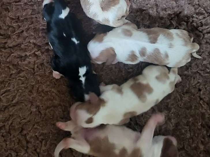 5 chiots Cavaliers King Charles LOF à réserver