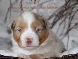 3 chiots mâles Berger Américains Miniatures rouge merle LOF à réserver