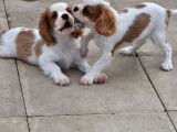 À vendre 2 chiots mâles Cavaliers King Charles blenheim LOF