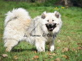 À acheter une chienne Eurasier LOF fauve charbonné de 2 ans