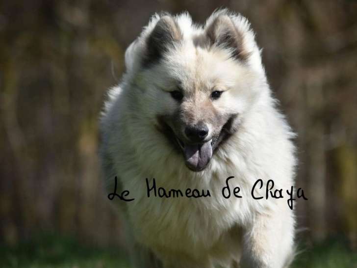 À acheter une chienne Eurasier LOF fauve charbonné de 2 ans