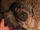3 chiots Cane Corso gris à réserver (LOF)