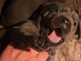 3 chiots Cane Corso gris à réserver (LOF)