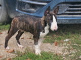 Chiot femelle Bull Terrier Miniature fauve bringé LOF à vendre