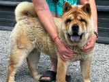 Un chien Chow Chow femelle LOF disponible à la vente