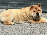 Un chien Chow Chow femelle LOF disponible à la vente