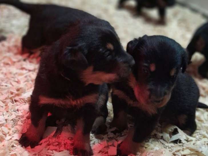 Dix chiots Bergers de Beauce LOF disponibles à la réservation