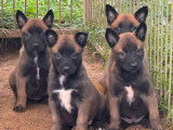 Des chiots Bergers Belges Malinois à réserver (LOF)