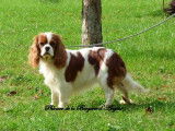 Chienne Cavalier King Charles LOF blenheim de 5 ans disponible à l’achat