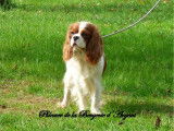 Chienne Cavalier King Charles LOF blenheim de 5 ans disponible à l’achat