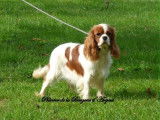 Chienne Cavalier King Charles LOF blenheim de 5 ans disponible à l’achat