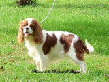 Chienne Cavalier King Charles LOF blenheim de 5 ans disponible à l’achat