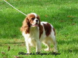 Chienne Cavalier King Charles LOF blenheim de 5 ans disponible à l’achat