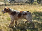 11 chiots Épagneuls Bretons LOF à réserver