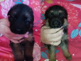 Deux chiots Bergers Allemands à réserver (LOF)
