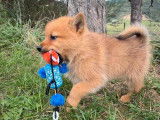 6 chiots Spitz Finlandais LOF à réserver