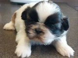 1 chiot Shih Tzu mâle LOF à réserver