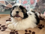 1 chiot Shih Tzu mâle LOF à réserver