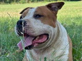 Chien mâle American Staffordshire Terrier LOF à vendre