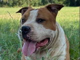 Chien mâle American Staffordshire Terrier LOF à vendre