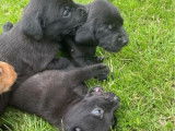 1 chiot Labrador Retriever mâle LOF à vendre