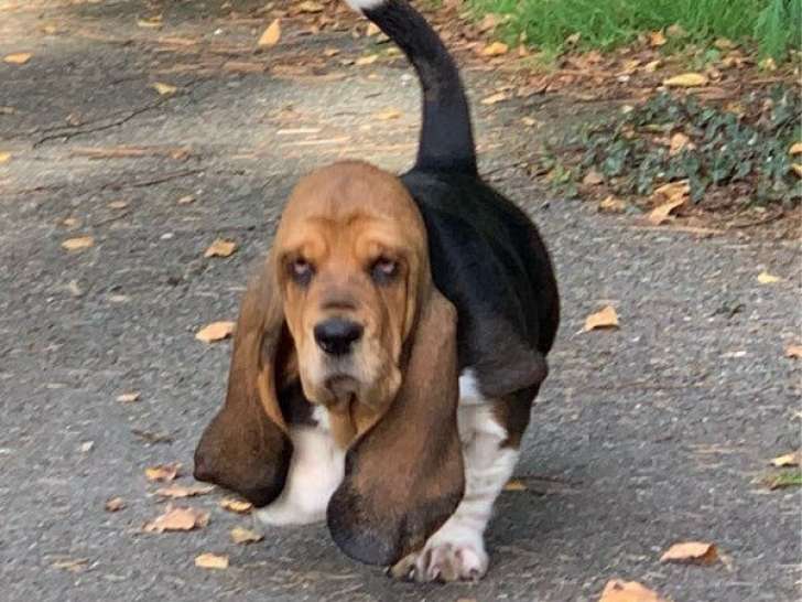 À réserver : 4 chiots Basset Hounds LOF