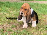À réserver : 4 chiots Basset Hounds LOF