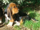 À réserver : 4 chiots Basset Hounds LOF