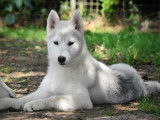 Chiot Husky Sibérien femelle LOF à vendre