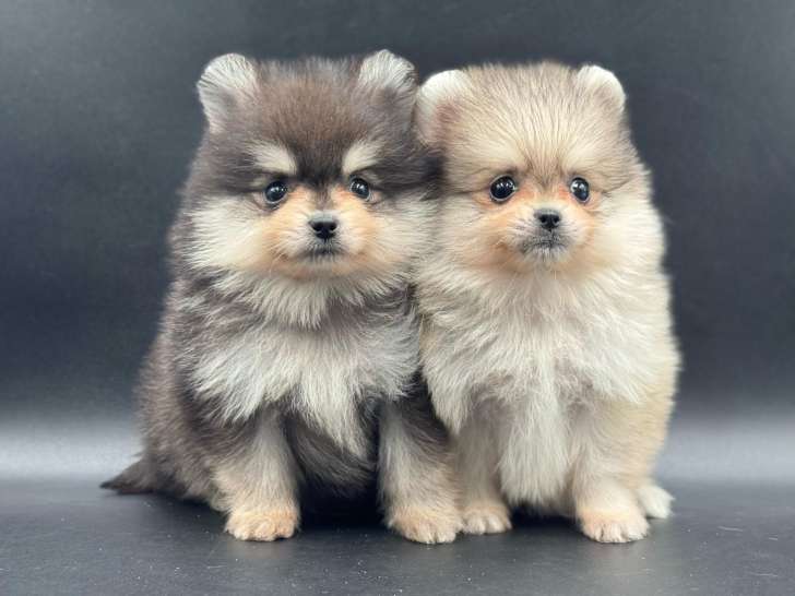 Spitz Nain Poméranien couleur "Husky"