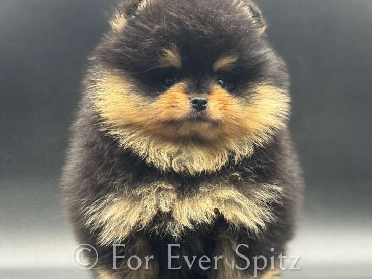 Spitz Nain Poméranien dont 1 aux yeux bleus