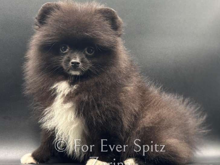 Spitz Nain Poméranien