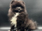 Spitz Nain Poméranien