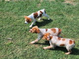 2 chiots mâles Épagneuls Bretons LOF à réserver