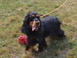 Une chienne Cocker Anglais LOF de 5 ans à vendre