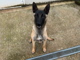 À vendre : 1 chien Berger Belge Malinois LOF