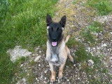 À vendre : 1 chien Berger Belge Malinois LOF