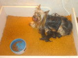 Chiot de race Yorkshire Terrier mâle à vendre