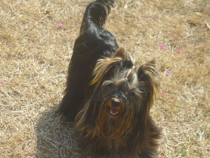 Chiot Yorkshire Terrier mâle à vendre
