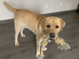 Mâle Labrador LOF sable disponible pour saillie