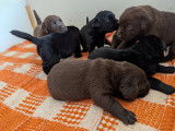 Mâle Labrador LOF sable disponible pour saillie