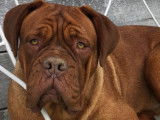 Chiots Dogue de Bordeaux LOSH à vendre