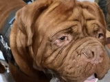 Chiots Dogue de Bordeaux LOSH à vendre