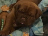 Chiots Dogue de Bordeaux LOSH à vendre