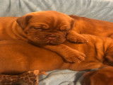 Chiots Dogue de Bordeaux LOSH à vendre
